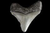 Juvenile Megalodon Tooth - South Carolina #74255-1